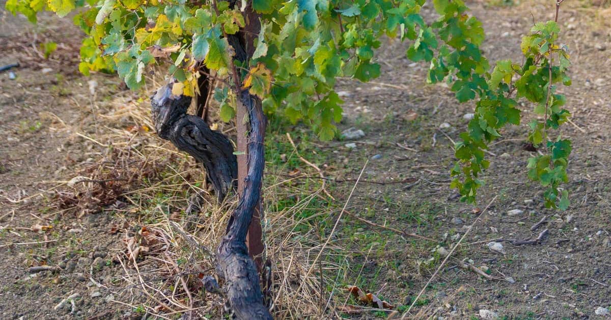 Cretan White Wine Grapes: Vilana, Vidiano and the Rare Ones