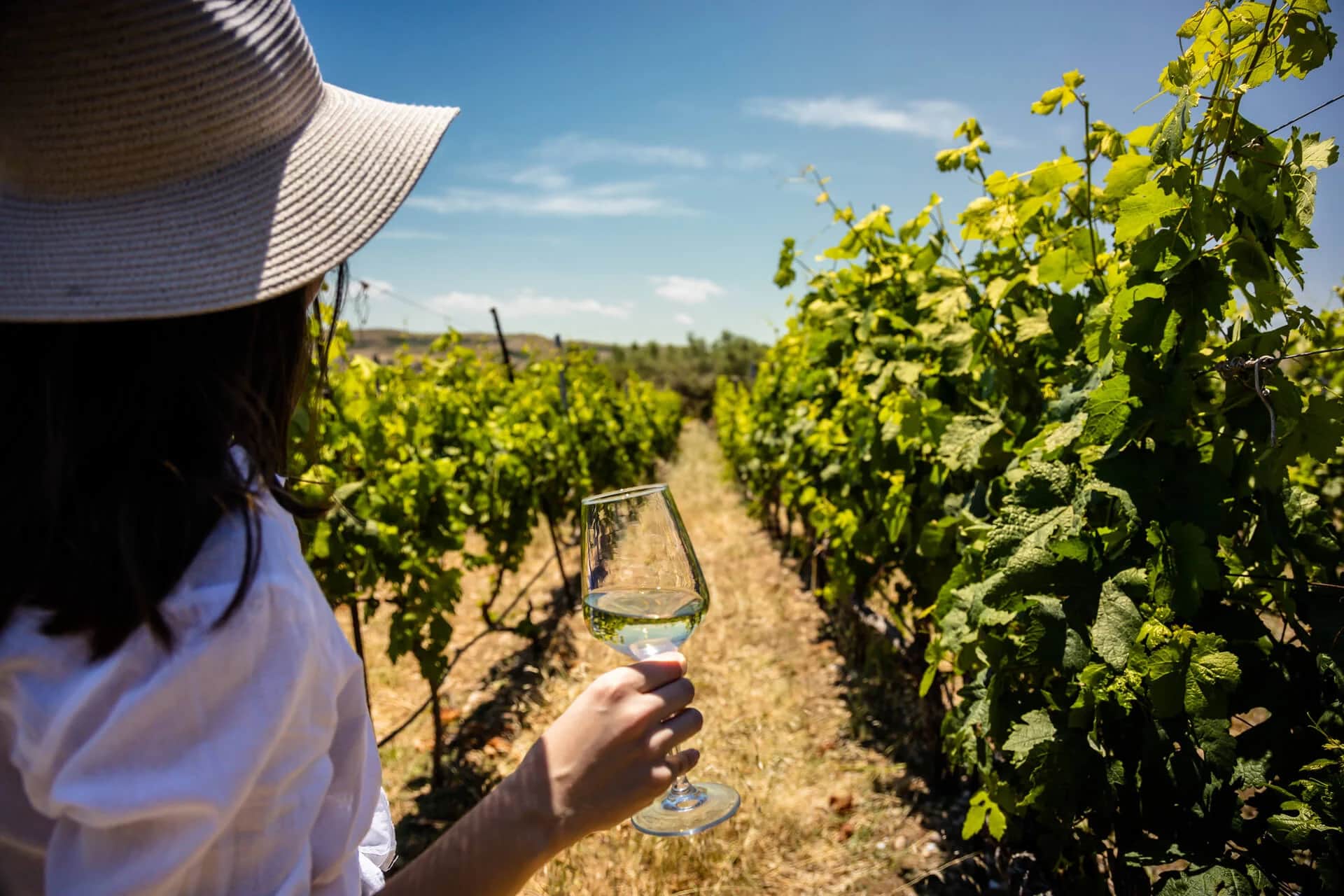 Winery Experience in Heraklion, Crete: Vineyard Tour, Cellar Visit & Wine Tasting