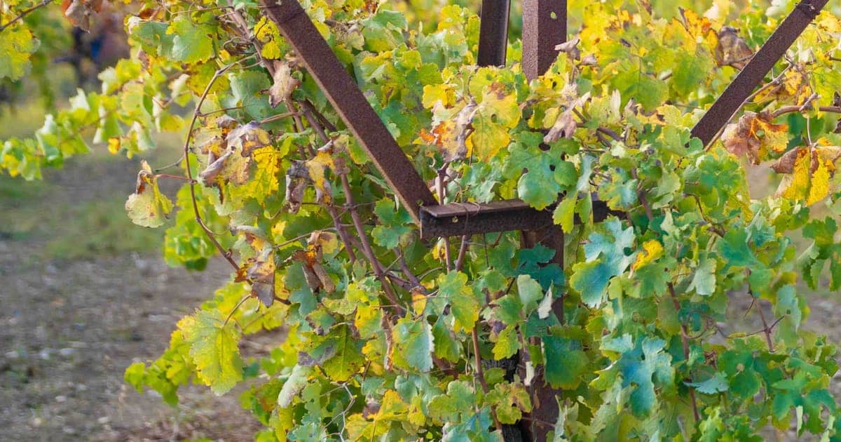 Archanes Wine Tasting: A Half Day in Crete's Oldest Wine Village
