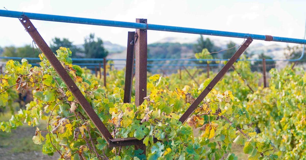 Kotsifali Wine: Crete's Blending Red and How to Ask for It