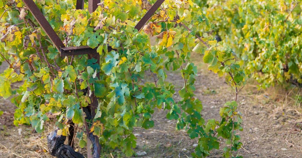 Liatiko Wine: Crete's Native Red and Where to Taste It